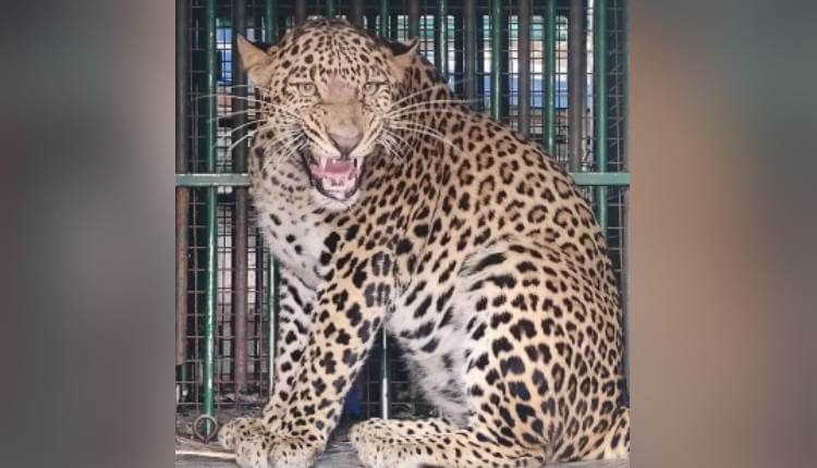 Two Leopards Captured in Lakhripora Budgam, Relief for Residents