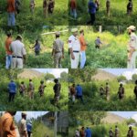 Police conducts wild cannabis destruction drive in Ganderbal