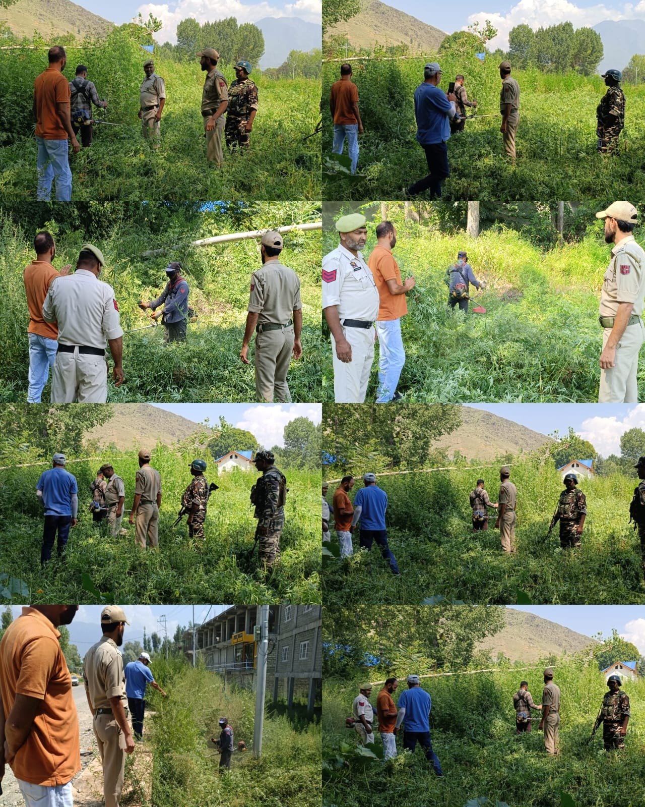J&K Police conducts wild cannabis destruction drive in Ganderbal