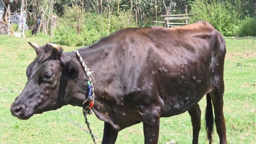 Lumpy Skin Disease Raises Concern as Over 350 Cattle Reportedly Affected in Ganderbal