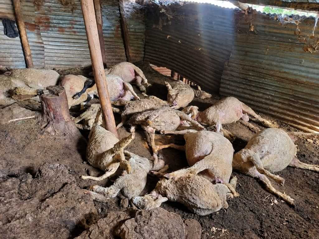 Suspected Leopard Attack Sparks Concern After 16 Sheep Killed in Budgam