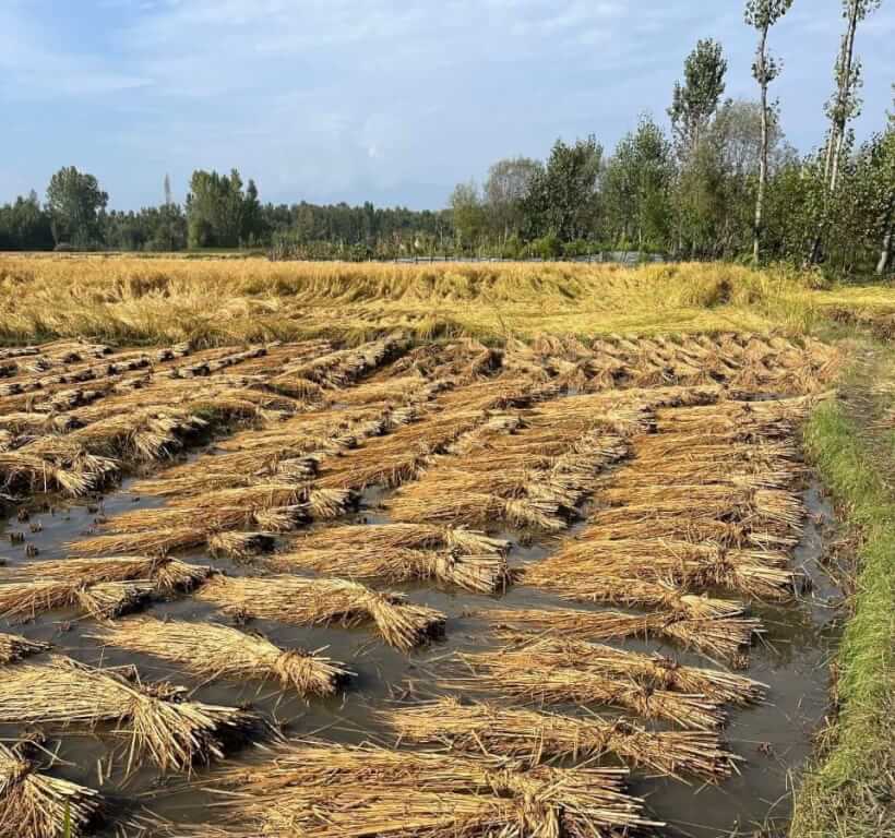 Hailstorm Damages Paddy Crop Across Ganderbal, Farmers Seek Immediate Compensation