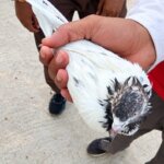Suspected Pak Pigeon Found In R S Pura Jammu, Ring With Pak Mobile Number Seized; Probe On 1 IMG 20260923 WA0002