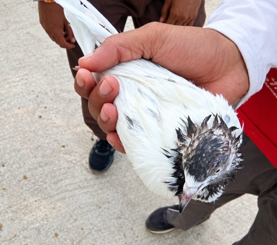 Suspected Pak Pigeon Found In R S Pura Jammu, Ring With Pak Mobile Number Seized; Probe On