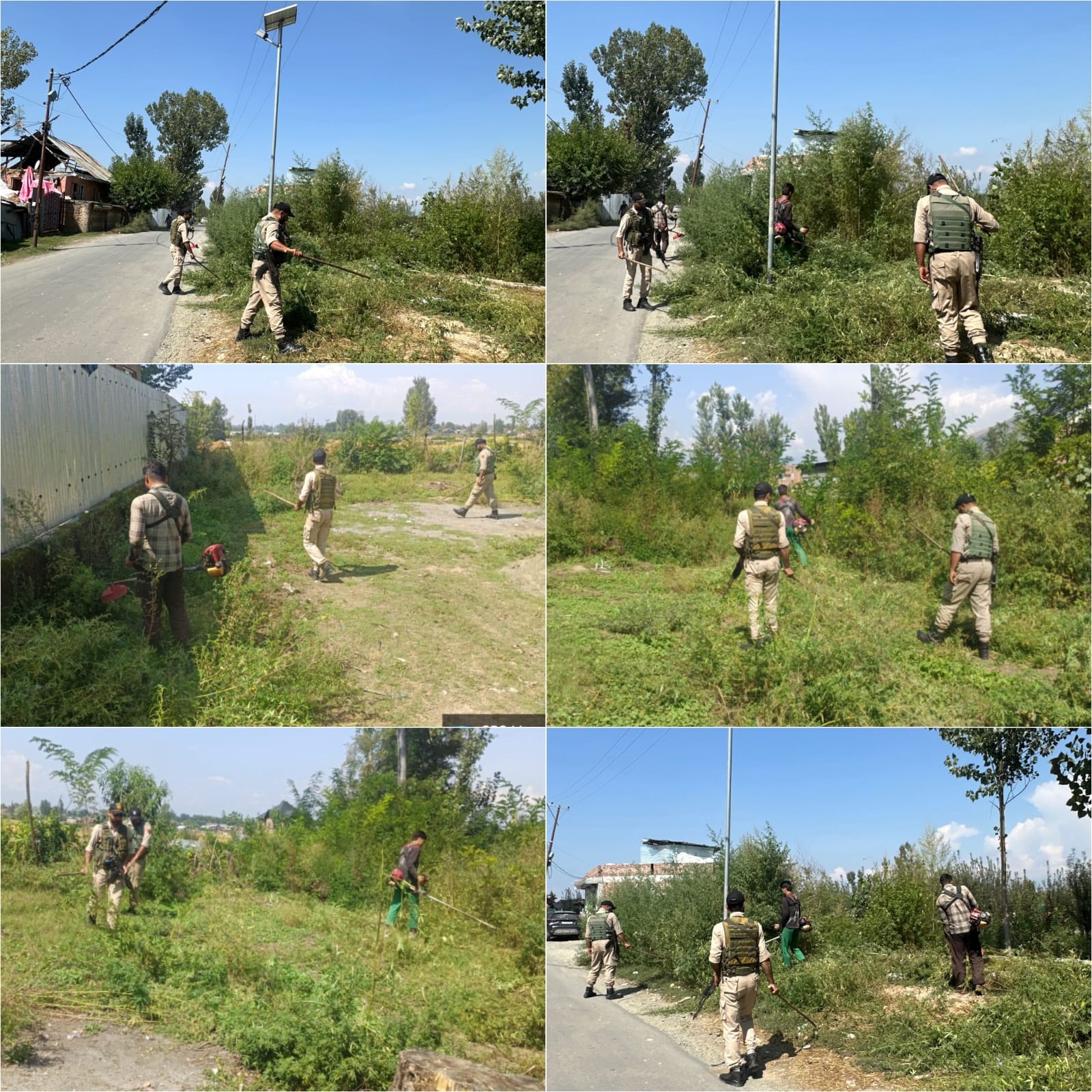 J&K Police destroys Wild cannabis in Ganderbal & Baramulla