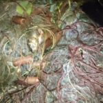 Fisheries Department, Police Remove 20 Illegal Gillnets in Night-Long Operation in Bandipora 1 Screenshot 20260918 185610 WhatsApp