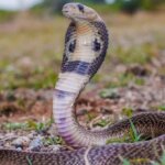 Minor sisters die after snakebite in Rajouri 1 images 2 8 1