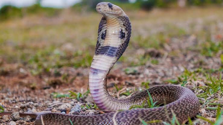 Minor sisters die after snakebite in Rajouri
