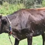 Lumpy Skin Disease Alert: Animal Husbandry Department Ganderbal Issues Public Advisory 3 IMG 20260903 WA0031 1280x720 1