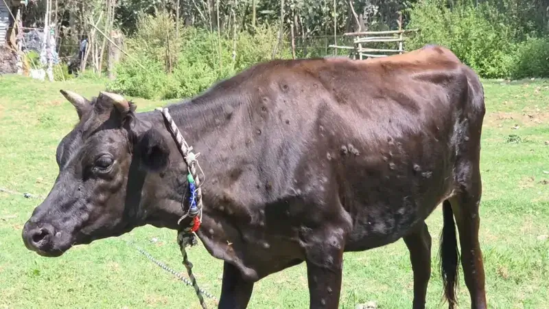 Lumpy Skin Disease Alert: Animal Husbandry Department Ganderbal Issues Public Advisory