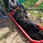 Bear Captured in Cage at Hapathnar, Bandipora; MAC Team Carries Out Tranquilisation Operation 1 IMG 20261009 WA0011