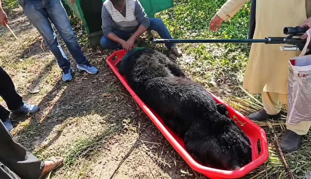 Bear Captured in Cage at Hapathnar, Bandipora; MAC Team Carries Out Tranquilisation Operation