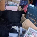 Black Bear Trapped Inside Shop In Kokernag Rescued, Released Into Wild 1 IMG 20261013 WA0004