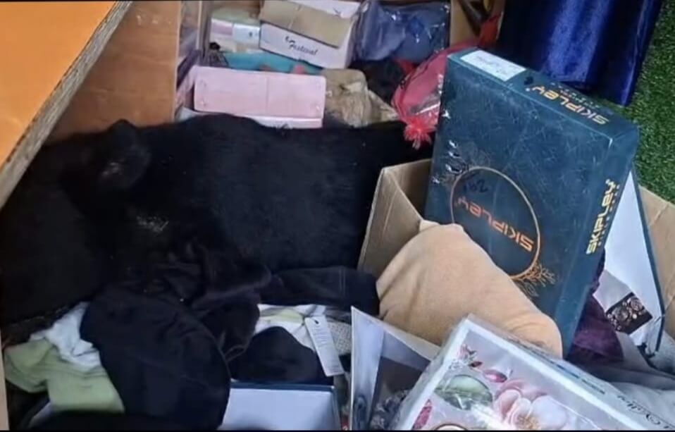 Black Bear Trapped Inside Shop In Kokernag Rescued, Released Into Wild