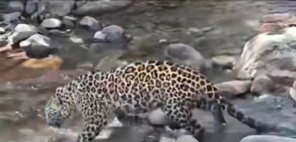 Leopard Spotted Near Habitation In Kandi Kotranka Rajouri, Rescued By Wildlife Team